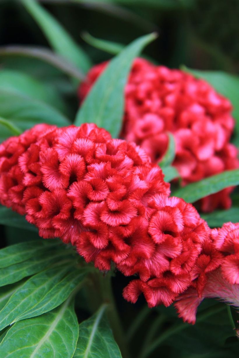 Celosia-cristata-flowers-and-plants.-