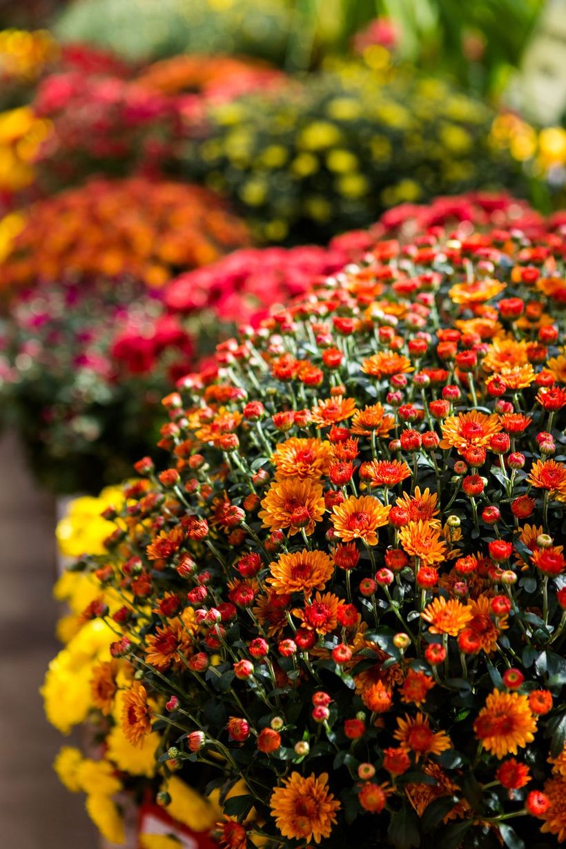 Chrysanthemums-flowers-and-plants.-
