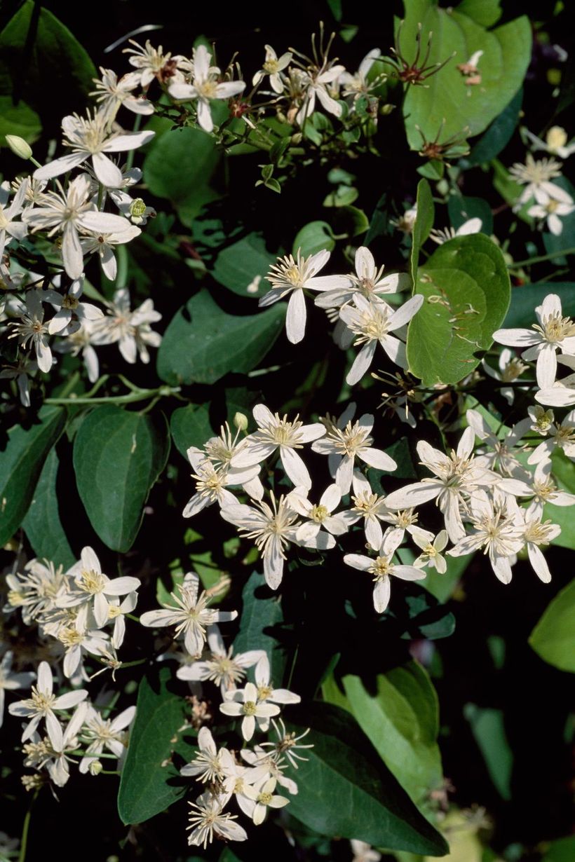 Clematis-plants-and-flowers.-