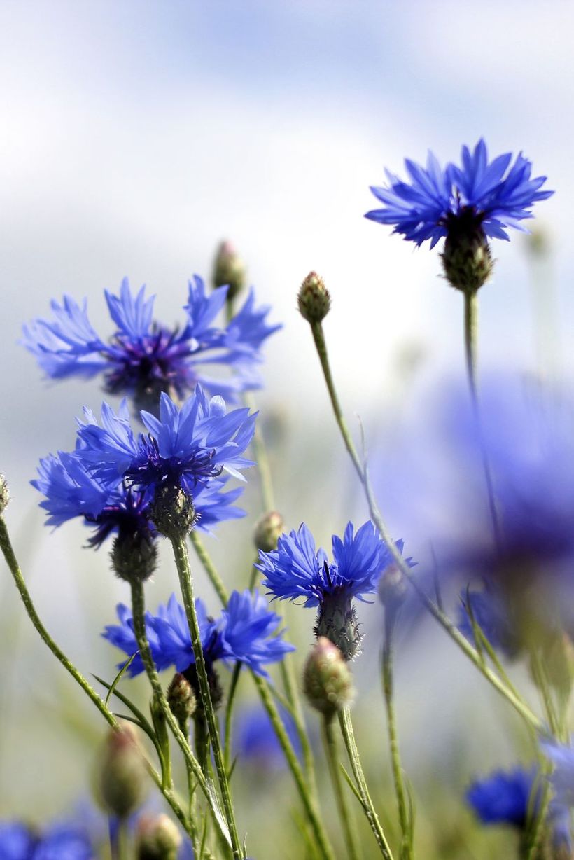 Cornflower-flowers-and-plants.-