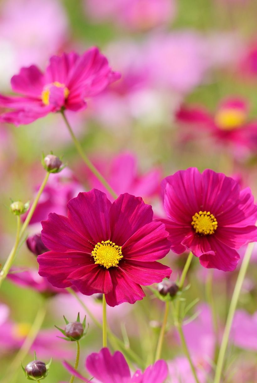 Cosmos-pink-flowers-and-plants.-