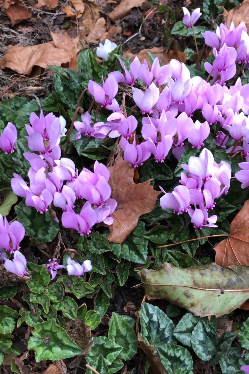 Cyclamen-hederifolium-plants-and-flowers.-