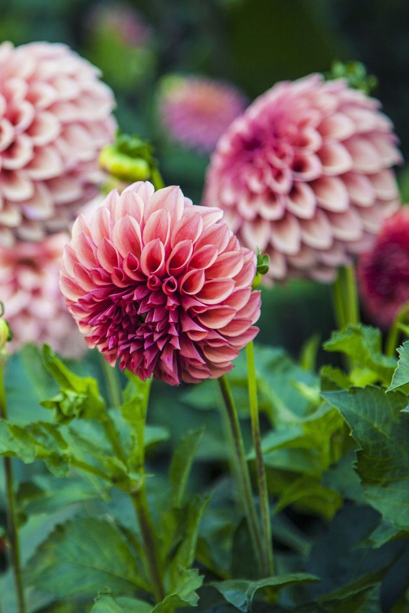 Dahlias-flowers-and-plants.-