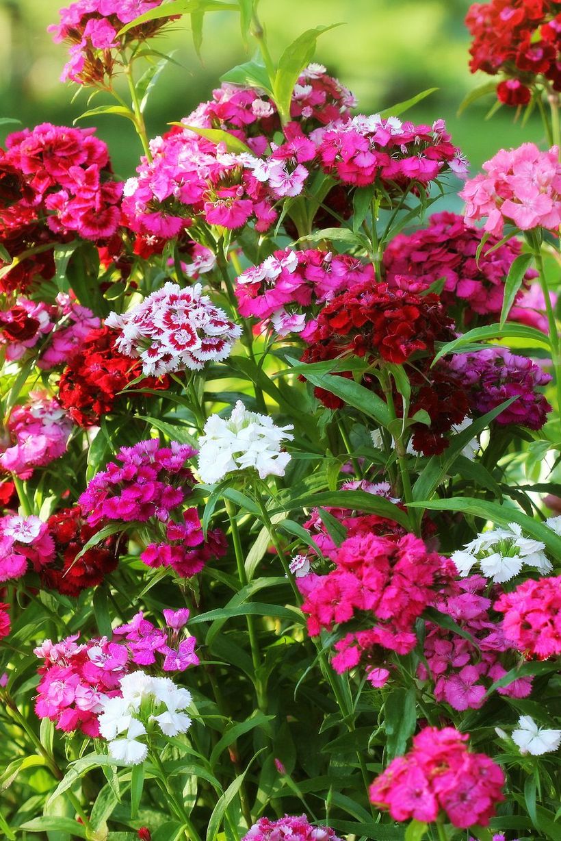 Dianthus-flowers-and-plants.-