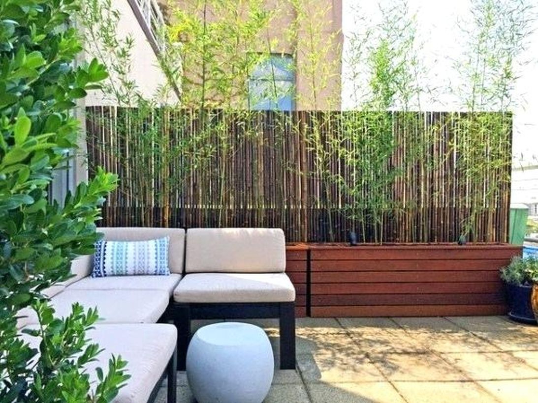 Exotic bamboo plants