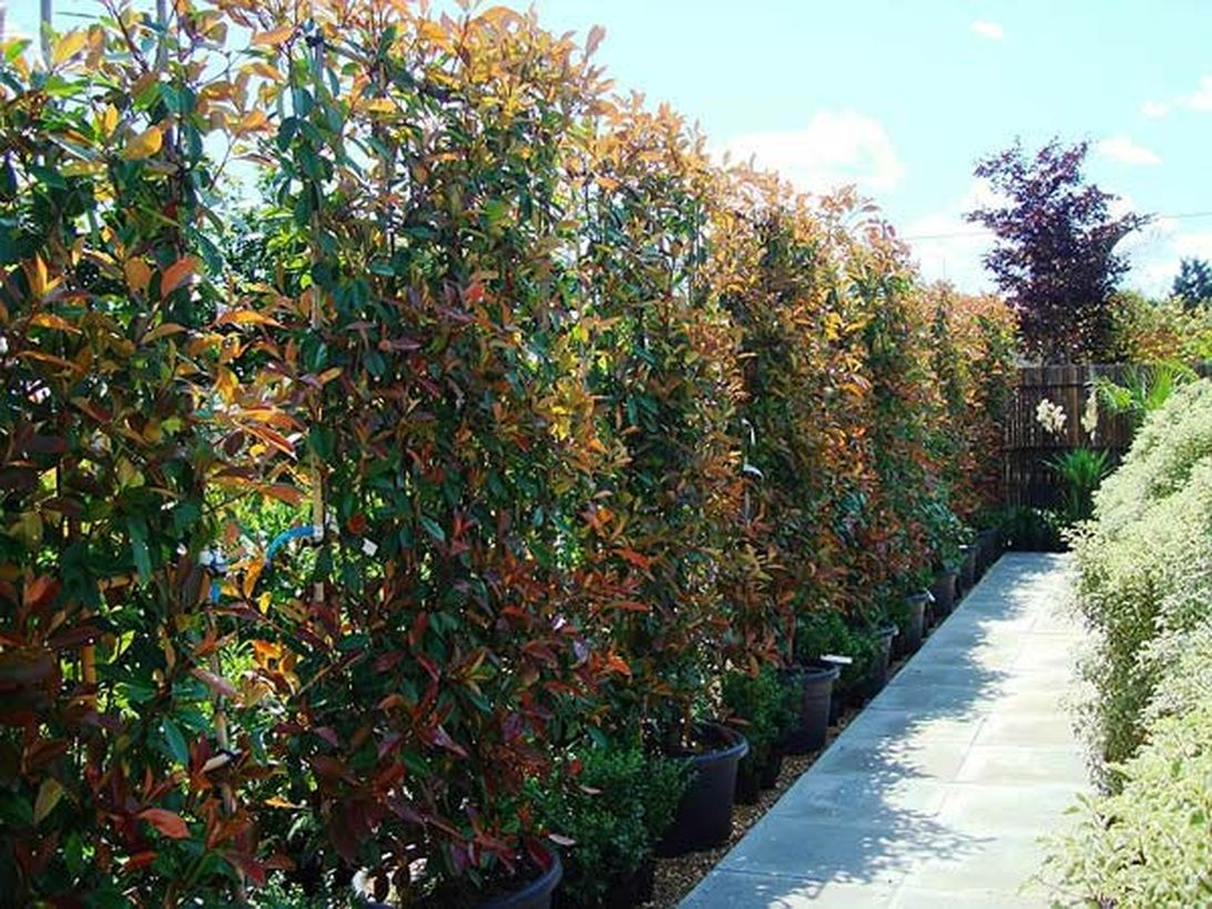 Garden screen ideas with climbing plants