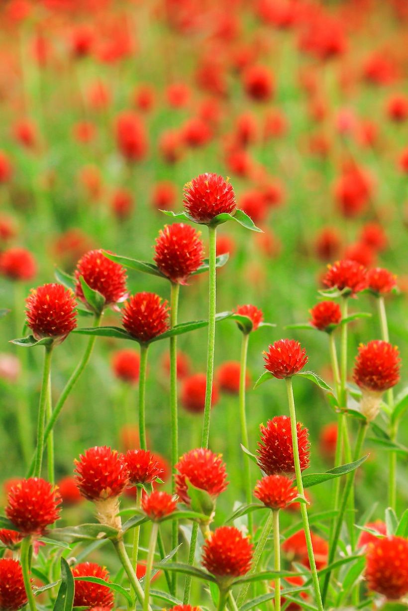 Gomphrena-globosa-flowers-and-plants.-