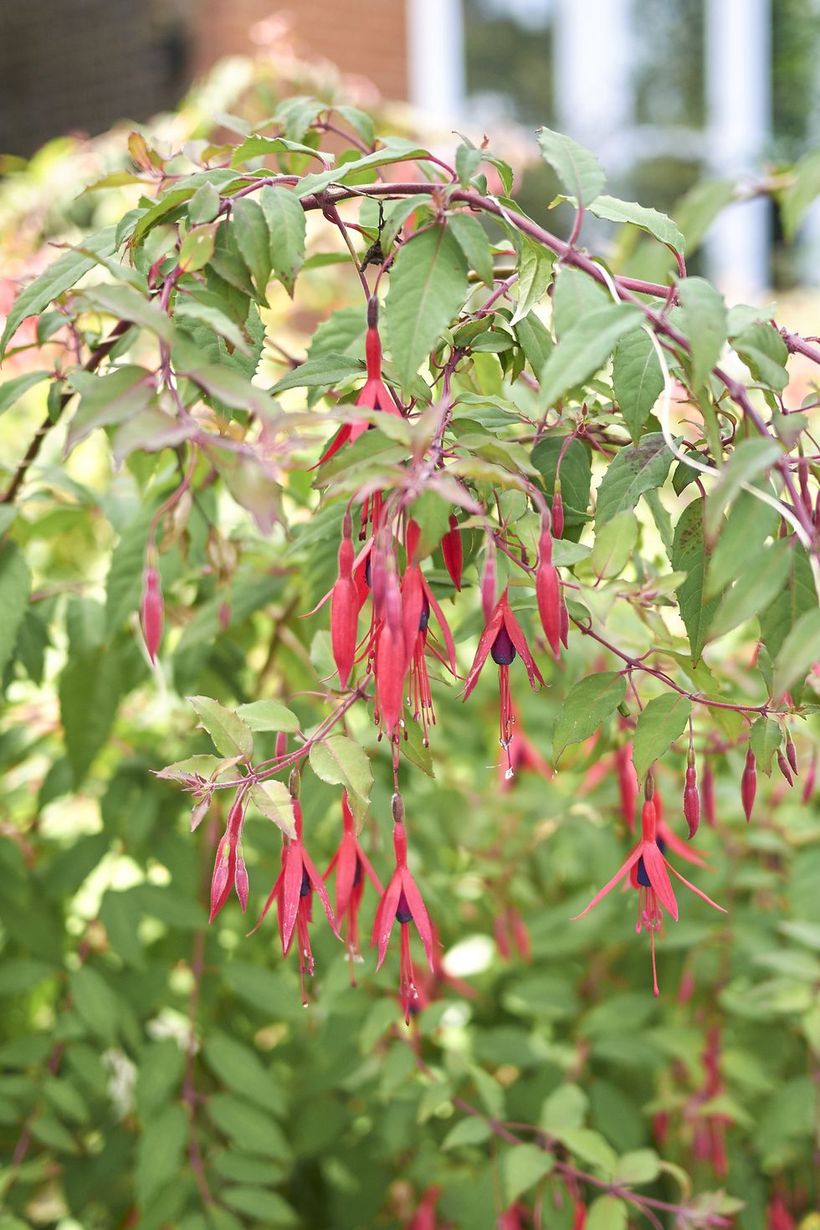Hardy-fuchsia-flowers.-