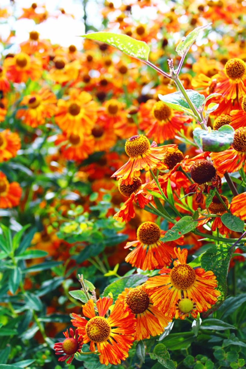 Helenium-plants-and-flowers.-
