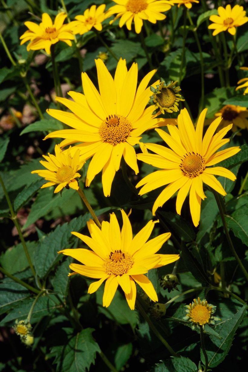 Heliopsis-plants-and-flowers.-