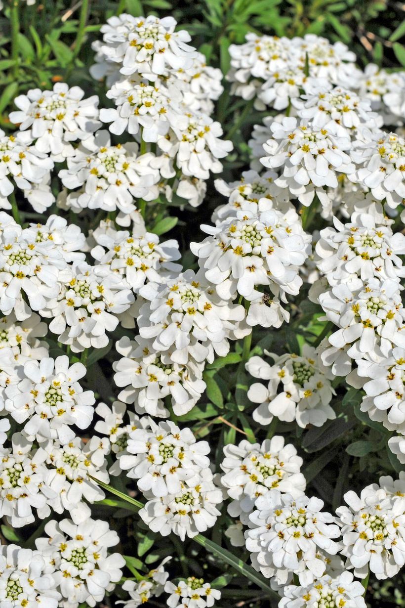 Iberis-plants-and-flowers.-