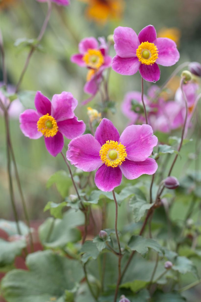 Japanese-anemones-flowers.-