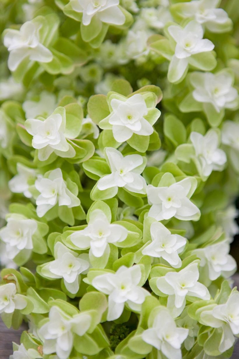 Oak-leaf-hydrangea-plants-and-flowers.-