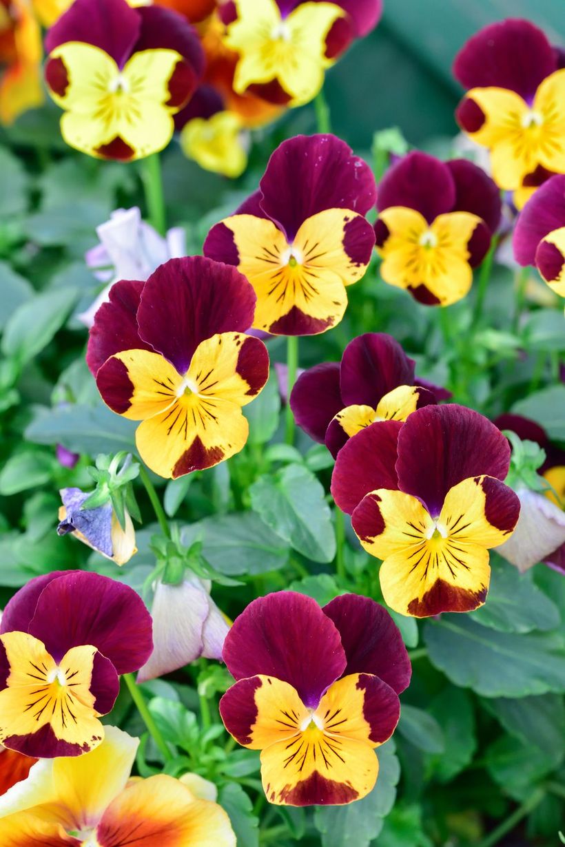 Pansies-tolerate-flowers-and-plants.-