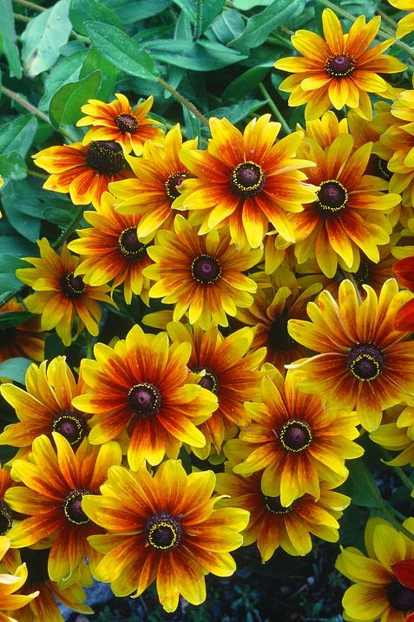 Rudbeckia-flowers-and-plants.-