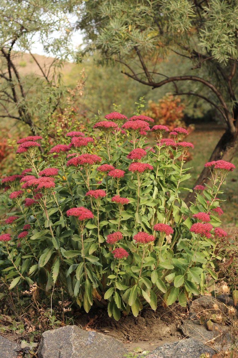 Sedum-joy-plants-and-flowers.-