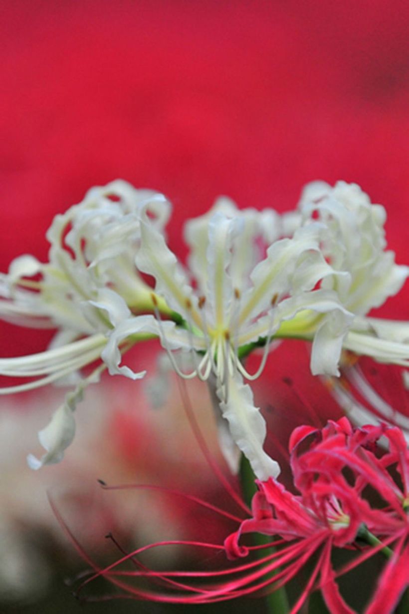 Spider-lily-plants-and-flowers.-