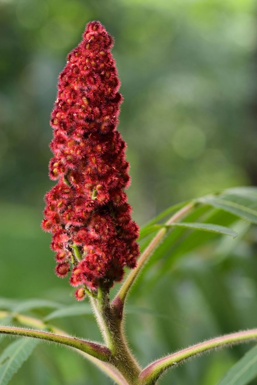 Sumac-plants-and-flowers.-