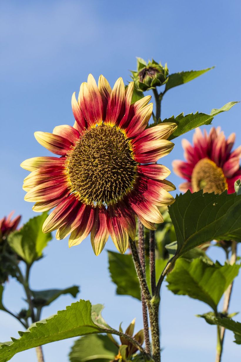 Sun-flowers-and-plants.-