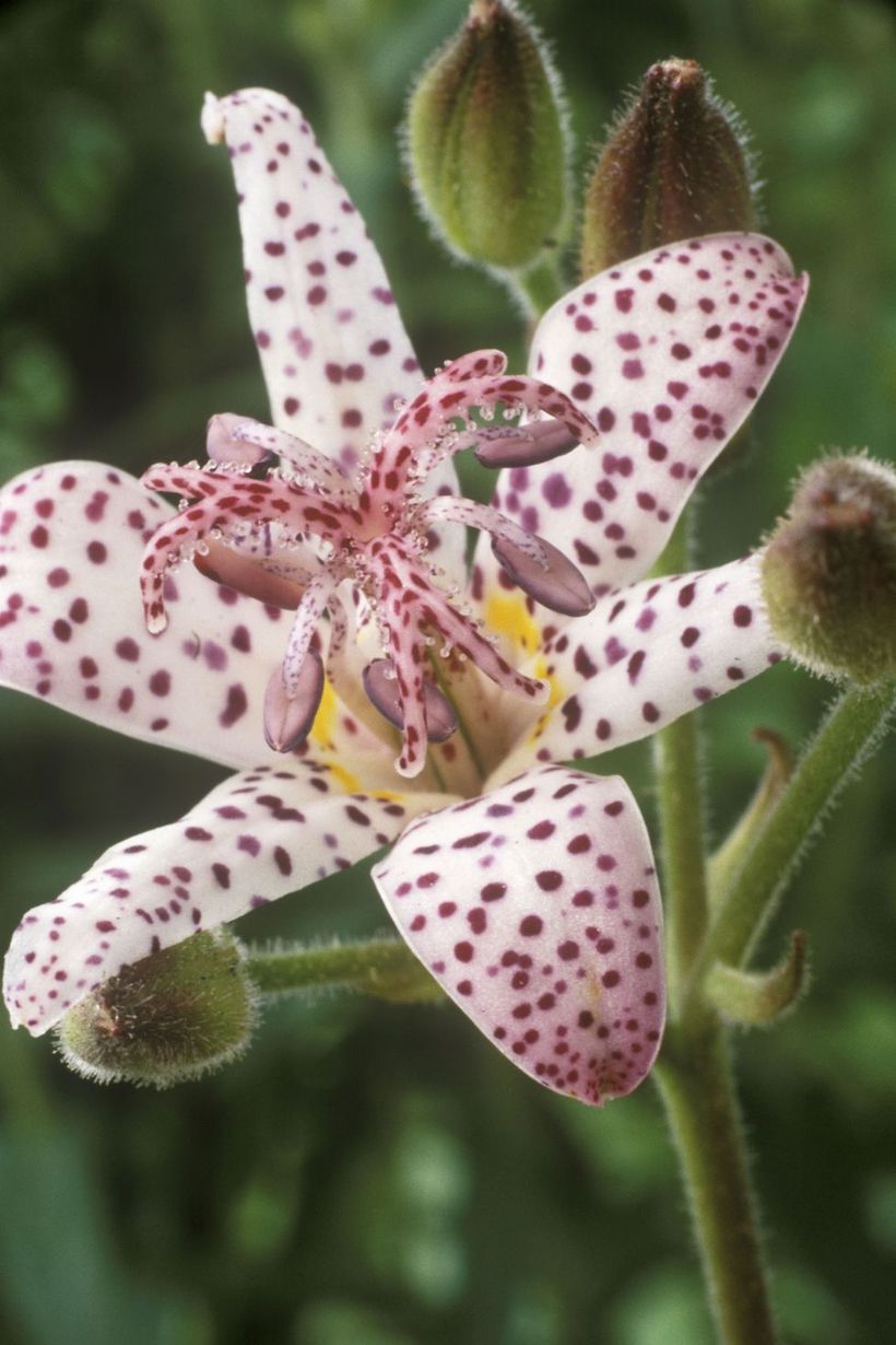 Toad-lily-plants-and-flowers.-