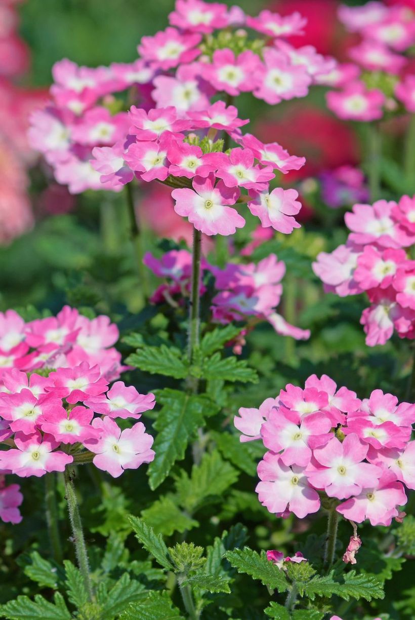 White-and-pink-verbena-flowers-and-plants.-