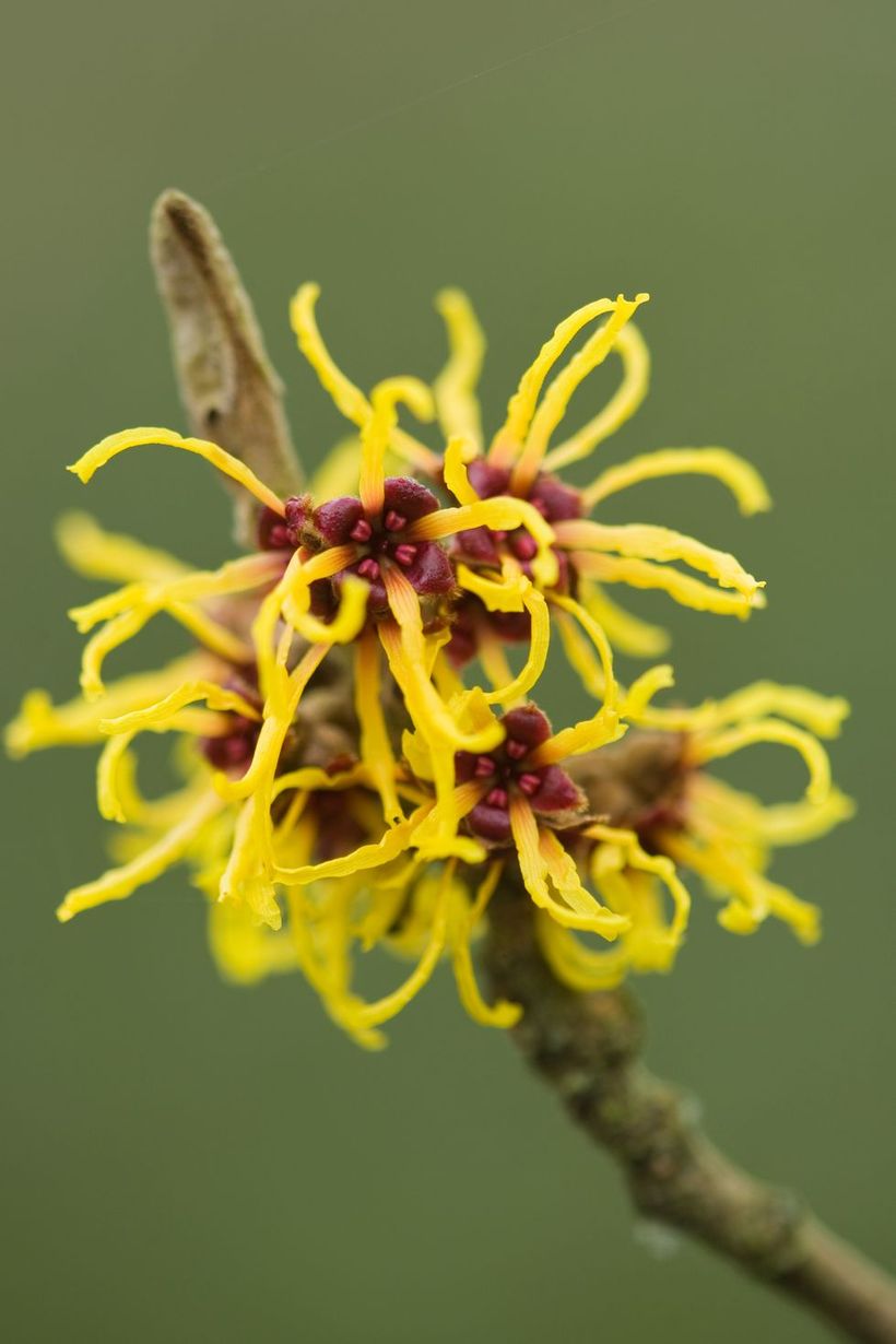 Witch-hazel-plants-and-flowers.-