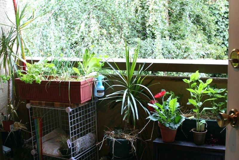 Awesome-balcony-gardens-with-herb-and-provide-bird-wires-for-your-small-balcony.