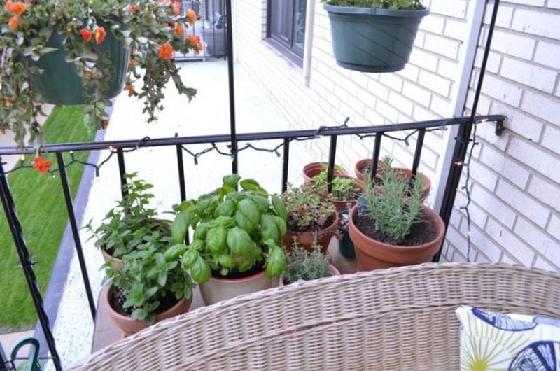Charming-balcony-herbs-using-a-number-of-clay-pots-next-to-each-other.