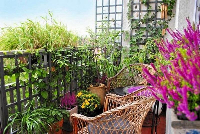 Decorative-plants-with-create-a-small-structure-for-support-or-buy-a-trellis-for-climbing-plants.-you-can-do-it-with-wooden-slats-or-bent-steel-rods.
