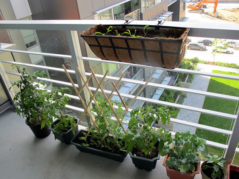 You-can-create-a-medicinal-herb-garden-on-your-balcony-and-itd-be-not-only-practical-but-also-beautiful-in-view.