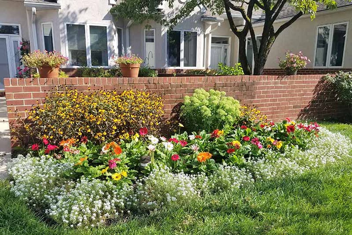 1add-sweet-alyssum-to-garden-borders-and-beds
