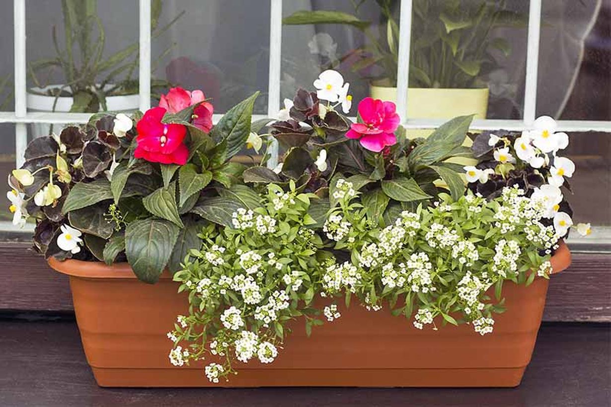 1add-sweet-alyssum-to-window-boxes-and-planters