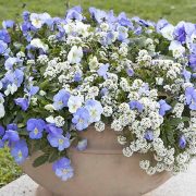 1how-to-grow-sweet-alyssum-in-pots-and-planters