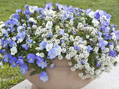 1how-to-grow-sweet-alyssum-in-pots-and-planters