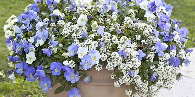 1how-to-grow-sweet-alyssum-in-pots-and-planters