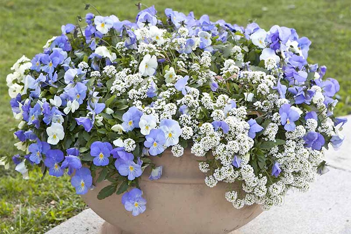 1how-to-grow-sweet-alyssum-in-pots-and-planters