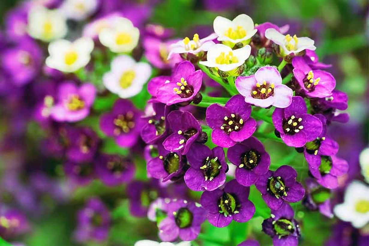 1purple-and-white-sweet-alyssum
