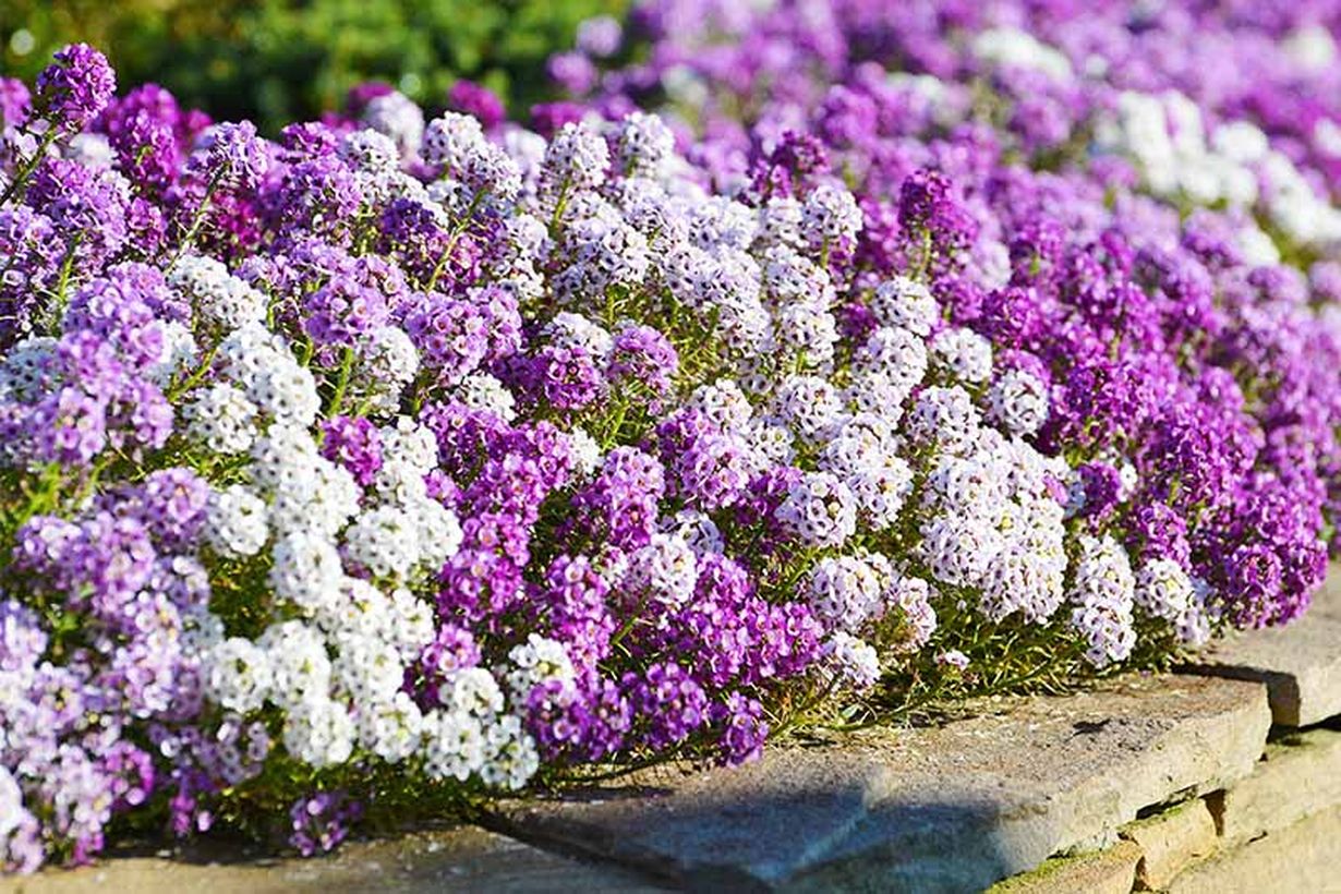 1sweet-alyssum-growing-tips