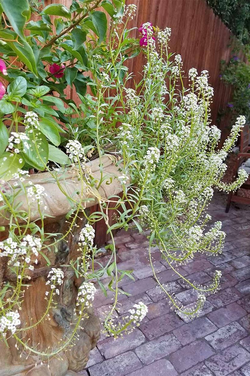 1the-best-tips-for-growing-sweet-alyssum
