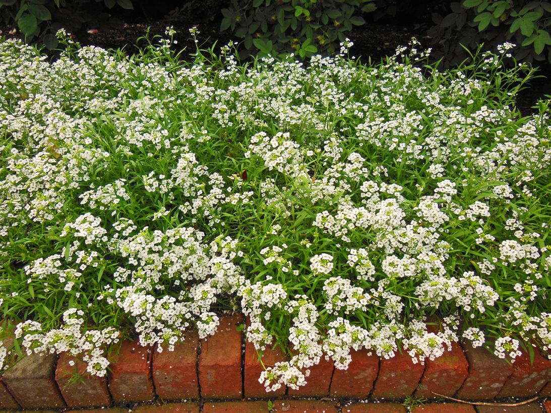 2-alyssum-flower-lobularia-maritima
