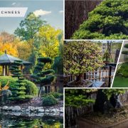 20 bonkei and saikei, japanese garden landscape art 5