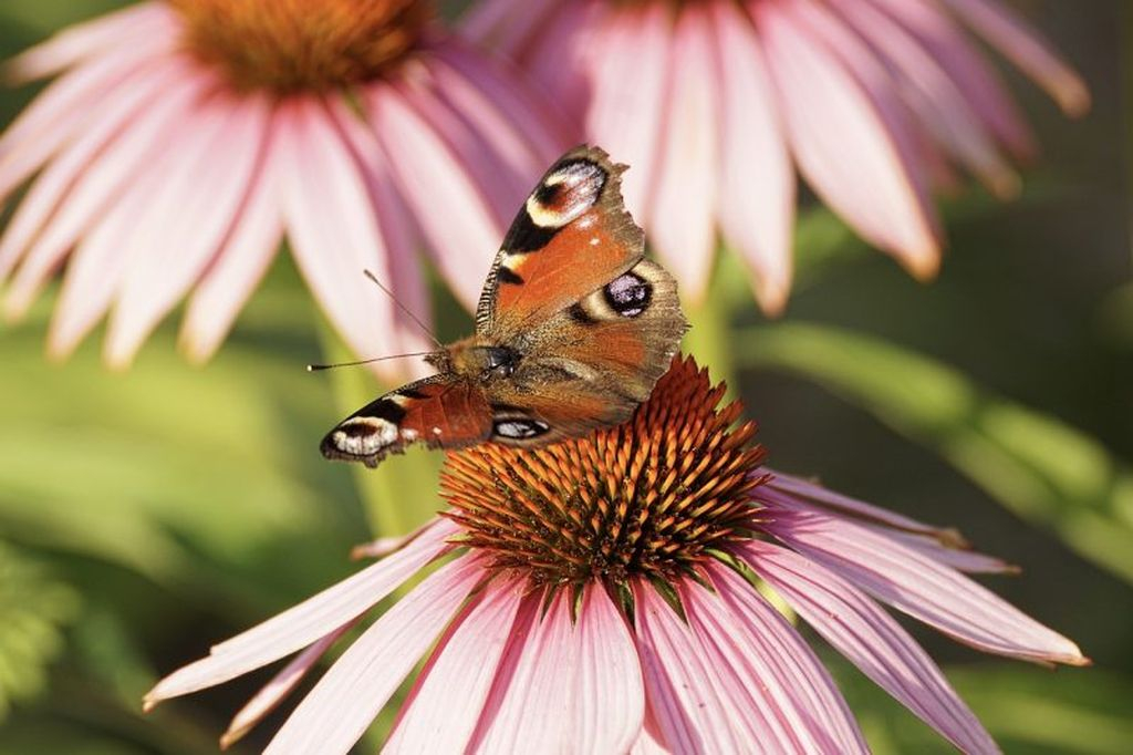 Coneflower flowers have a beautiful flower shape, these flowers can also attract the attention of butterflies to come to your garden