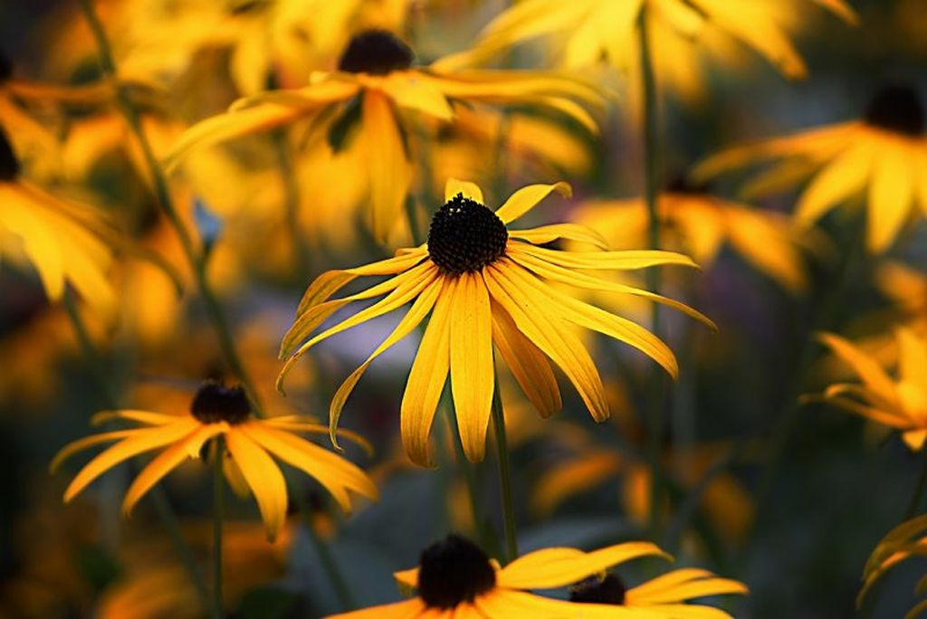 Flowers with gold color and has black flower petals is perfect to be planted in your garden, a flower called black-eyed susan is very popular and widely planted in most gardens