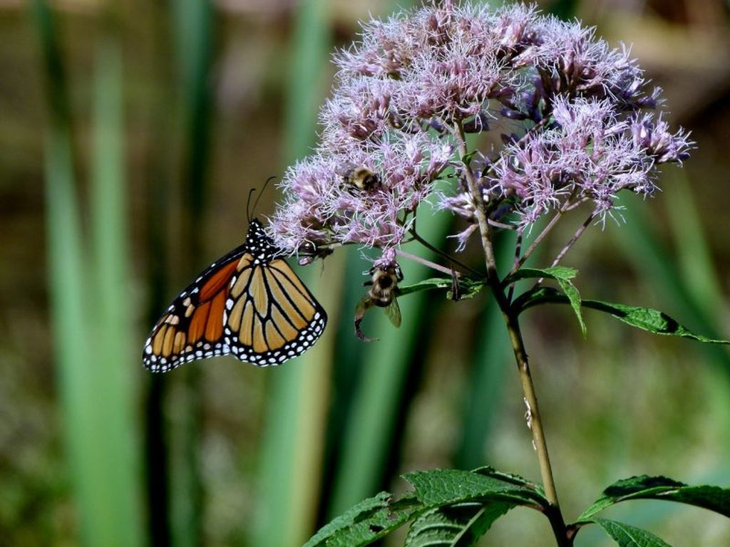 Joe pye weed is a flower that has several health benefits, this flower is also very suitable for your butterfly garden divider