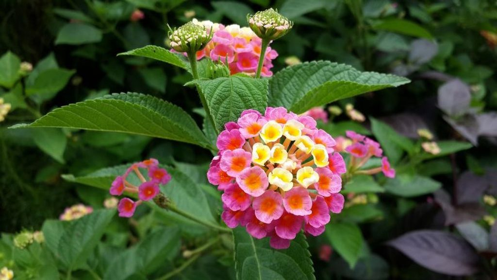 Lantana is a plant that has extraordinary flower shape and color, this flower has a lot of nectar that can attract butterflies to come in your garden