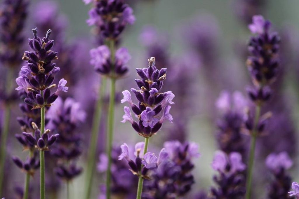 Lavender flowers that are very popular in planting in most parks present a beautiful view, this flower is perfect because it has a beautiful purple color