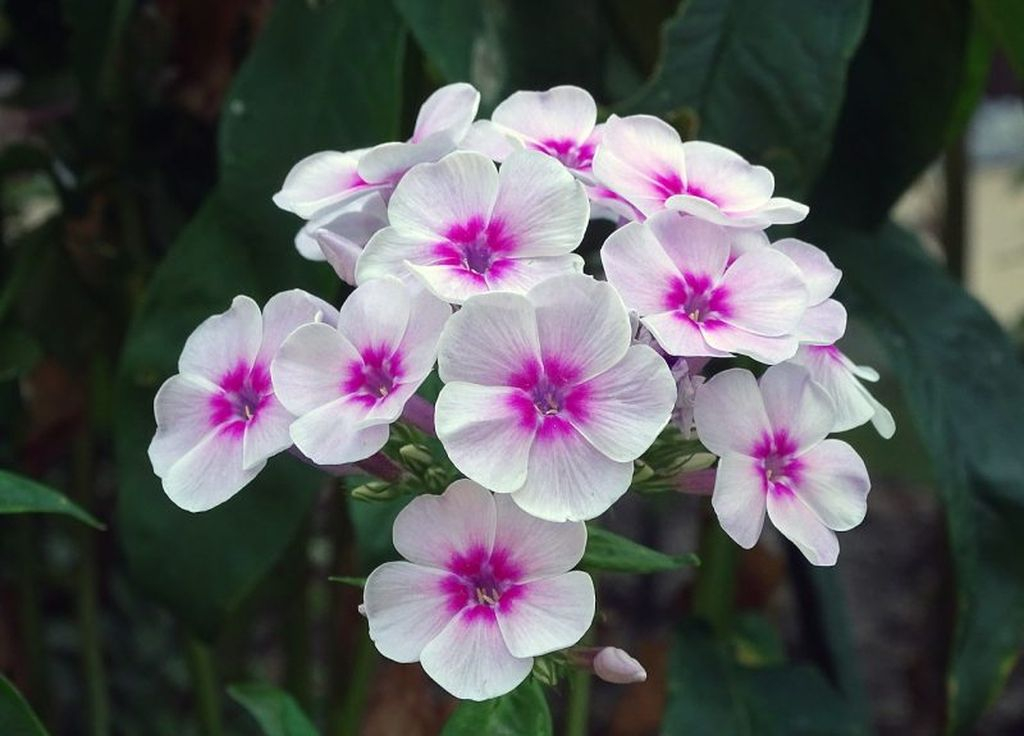 Phlox flowers suitable for your garden, have a white mixed with purple can be to attract butterflies so that your garden looks beautiful