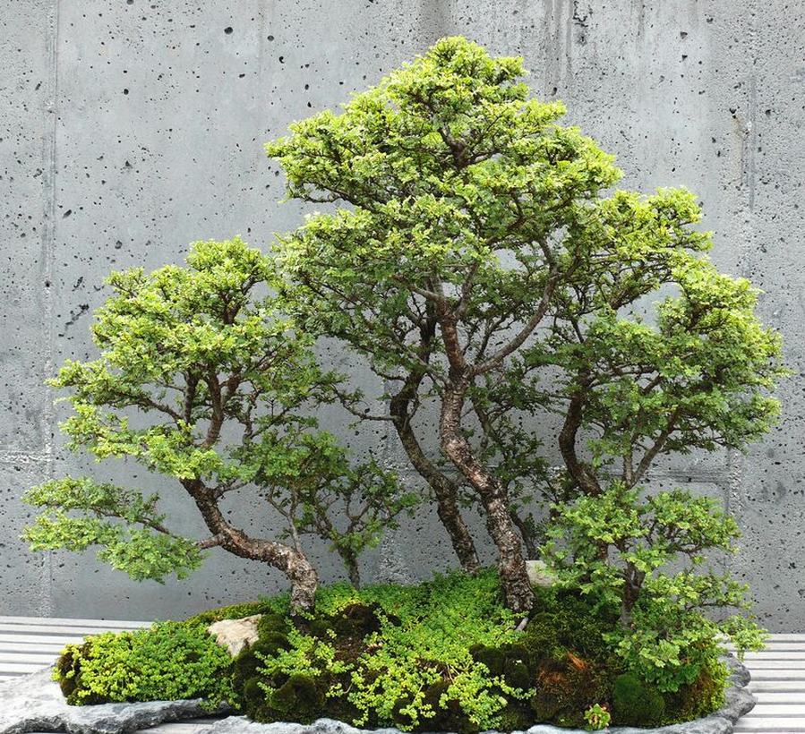 Saikei 40 (1)