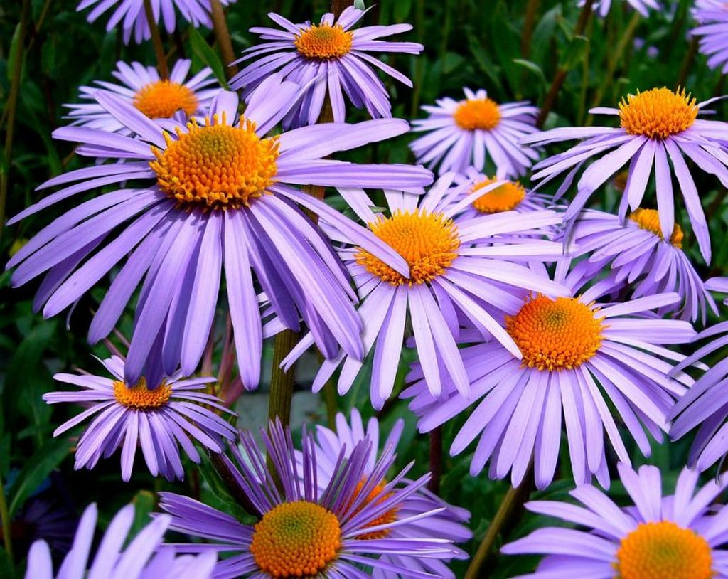 The flower that has a combination of light blue and yellow on its petals is perfect for your garden, this flower has the name aster which is also quite popular