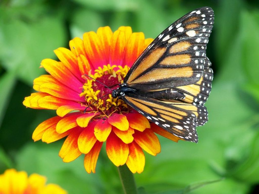 The zinnia flower has yellow and red colors that make this flower look beautiful, this flower is suitable to be planted in your garden
